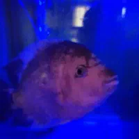 ویجا ۲۵ سانت نر