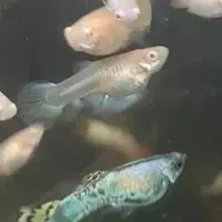 ماهی گوپی مولد