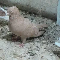 کفتر زرد شهرستانی