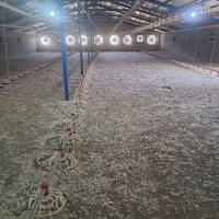 میناب کود مرغی