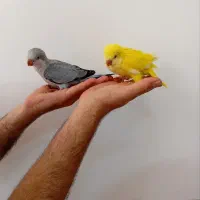 جوجه راهب