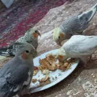 پرنده
