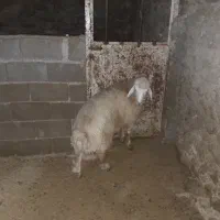 بره|حیوانات مزرعه|بجنورد, |دیوار