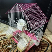 کبوتر فنچ