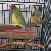 جفت فنچ گلدین آماده