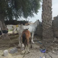 اسب مادیون وکره