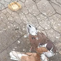 کبوتر|پرنده|گنبد کاووس, |دیوار