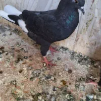 کفتر زاغ ماده