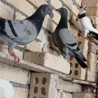 کبوتر پلاکی
