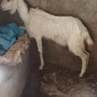 بزغاله دو دندان