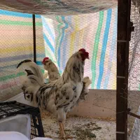خروس گلین لری