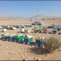 فروش ۷۰ کندوی زنبور عسل