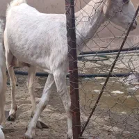 فروش بز دوقلوزا