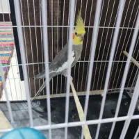 جفت عروس پاریس ویک مرغ مینا|پرنده|اهواز, بهارستان|دیوار