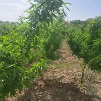 باغ ویلا درکنار رودخانه پل زمانخان وشهرسامان