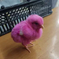جوجه رنگی و جوجه اردک