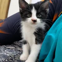 سلام گربه ی خیلی خیلی بازیگوش واگذار میشود