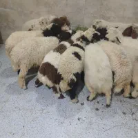 بره گوسفند بز