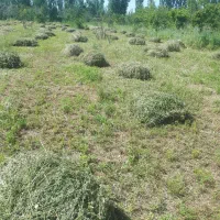 یونجه   ۱۸۵  عدد