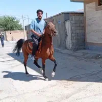فروش اسب مادیون