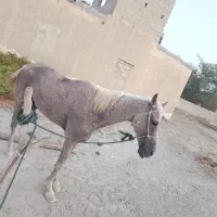 اسب