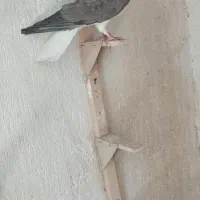 کفتر راس و شهری و یال
