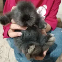 خرگوش