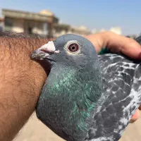 پرنده کبوتر نر عربستان احمد مطر نشسته عتیقه