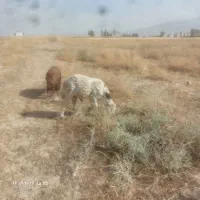 گوسفند زنده  بره