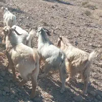 کهره چپش بره