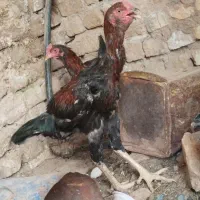 لاری قواره دار