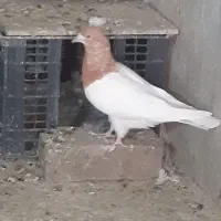 کفتر|پرنده|بروجرد, |دیوار