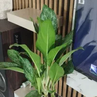 حراج گل|گل و گیاه طبیعی|مشهد, کارگران|دیوار