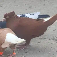 سرخ زرد دم سفید سینه کله رنگه کفتر پرنده