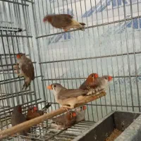 فنچ کینگ اورنج برست