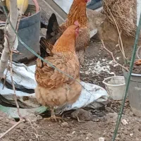 مرغ.تخم گذار درشت سنگین دونه ای 850000