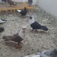 پرنده فروشی هاشم