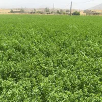 فروش یونجه