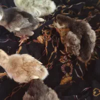 جوجه بوقلمون
