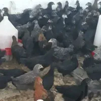 تعداد ۵۰عدد جوجه جهادی مشکی تخم گذار