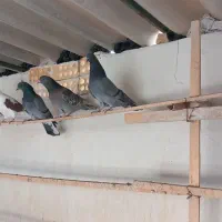 ۶عدد مفلق جفتی ۳۰۰ آخرش