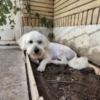 سگ پا کوتاه واکسن زده