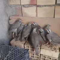 بلدرچین کوهی