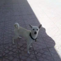 سگ گمشده