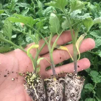 تولید نشا گوجه فرنگی