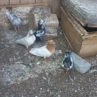 ۶ تا  کفترپرشی ۵ ماده ۱یدونه نر