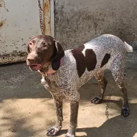 پیونتر آلمان