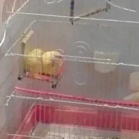 پرنده