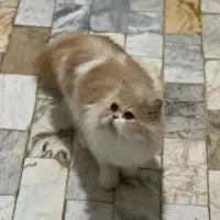 گربه پرشین نر