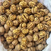 گردو تیپ ۱۸۵ گردوی ۶۴٪